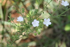 Pavonia zeylanica